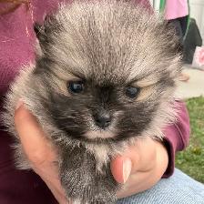 adorable doll faced Pomeranian girl - Photo 3