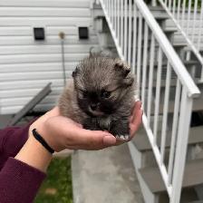 adorable doll faced Pomeranian girl - Photo 4