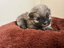 adorable doll faced Pomeranian girl - Photo 5
