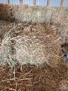 Small Hay bales For Sale - Photo 4