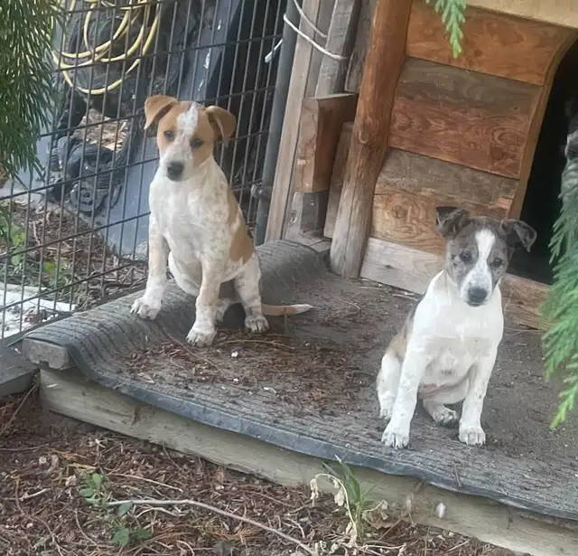 Heeler Cross Pups