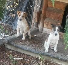 Heeler Cross Pups