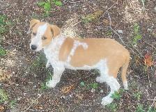 Heeler Cross Pups - Photo 2