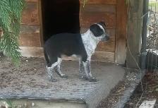 Heeler Cross Pups - Photo 3