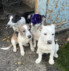 Heeler Cross Pups - Photo 4