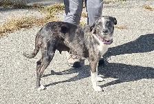 Heeler Cross Pups - Photo 5