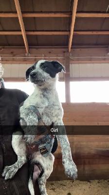 Heeler Cross Pups - Photo 7