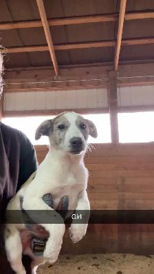 Heeler Cross Pups - Photo 8