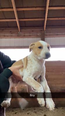 Heeler Cross Pups - Photo 9