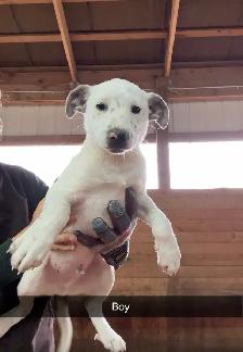 Heeler Cross Pups - Photo 10
