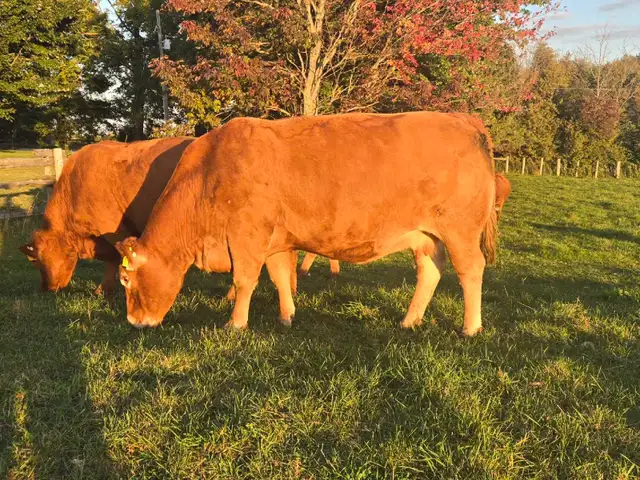 Registered Limousin Bred Females