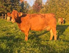 Registered Limousin Bred Females - Photo 2