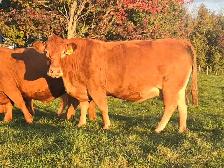 Registered Limousin Bred Females - Photo 3