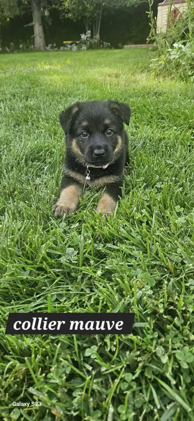 German Shepherd