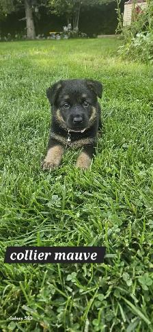 German Shepherd