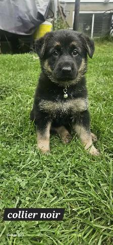 German Shepherd - Photo 2