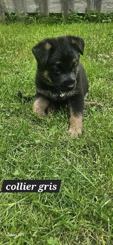 German Shepherd - Photo 3