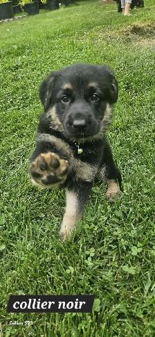 German Shepherd - Photo 4