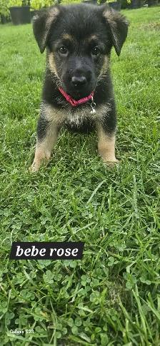 German Shepherd - Photo 5