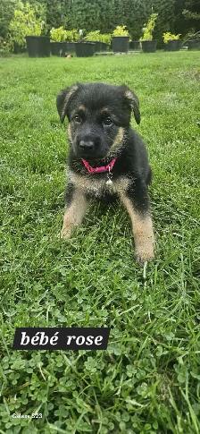 German Shepherd - Photo 6