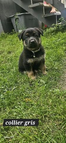 German Shepherd - Photo 7