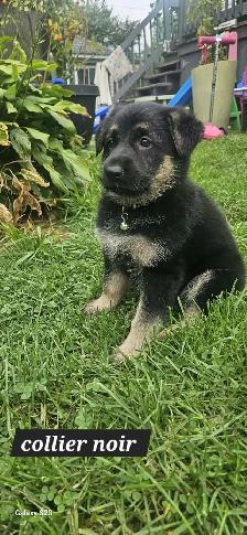 German Shepherd - Photo 8
