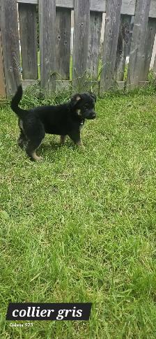 German Shepherd - Photo 9