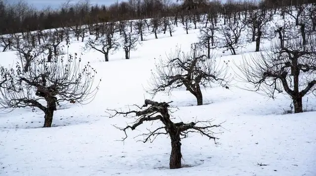 Orchard Worker - Winter Pruning
