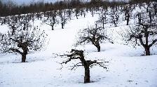 Orchard Worker - Winter Pruning