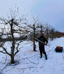 Orchard Worker - Winter Pruning - Photo 2