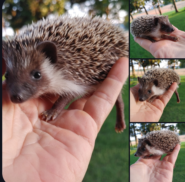 Freya!❤️ Badger masked Baby hedgehog Girl. Text to reply!