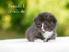 Beautiful Kittens for Sale! 3 Reservations Available! - Photo 2