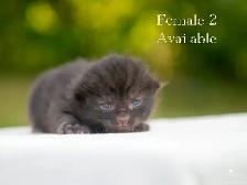 Beautiful Kittens for Sale! 3 Reservations Available! - Photo 4