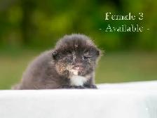 Beautiful Kittens for Sale! 3 Reservations Available! - Photo 6
