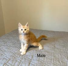Maine Coon Kittens - Photo 2
