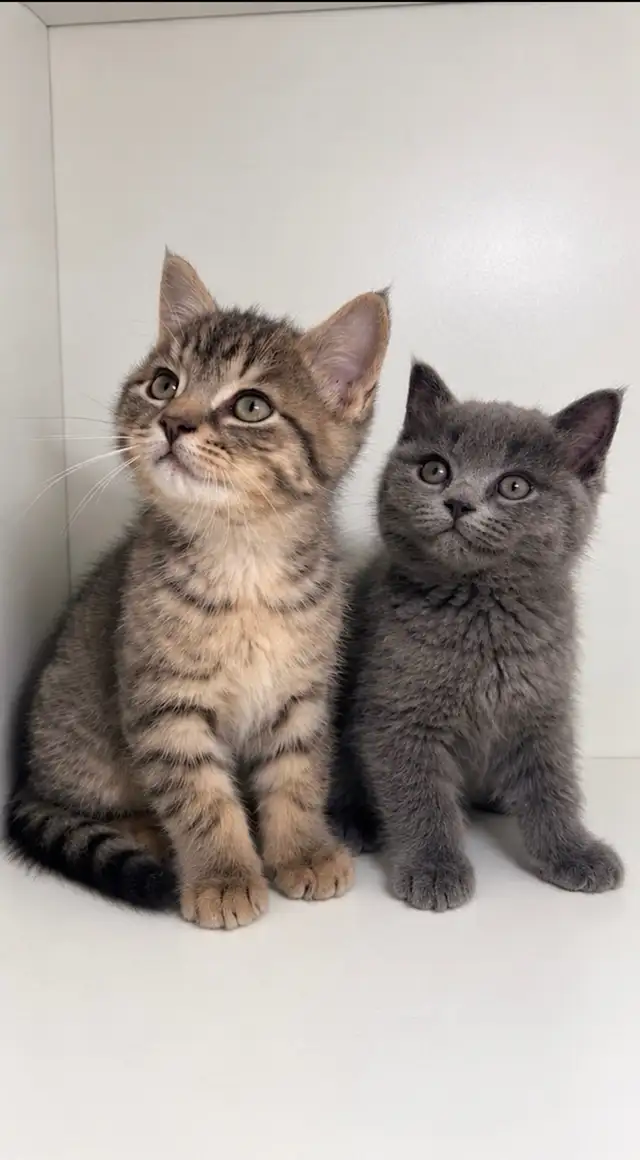 British Shorthair Mix kittens!