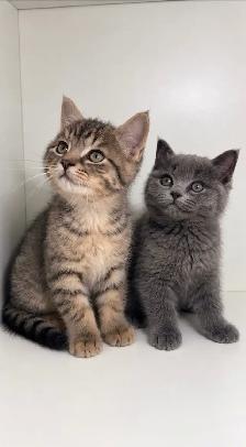 British Shorthair Mix kittens!