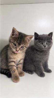British Shorthair Mix kittens! - Photo 2