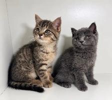 British Shorthair Mix kittens! - Photo 3