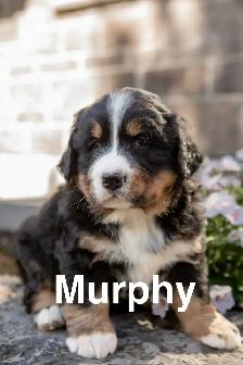 Bernese Mountain Dog Puppies