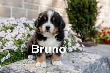 Bernese Mountain Dog Puppies - Photo 2