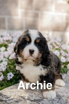 Bernese Mountain Dog Puppies - Photo 3