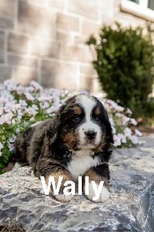 Bernese Mountain Dog Puppies - Photo 4