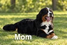 Bernese Mountain Dog Puppies - Photo 5