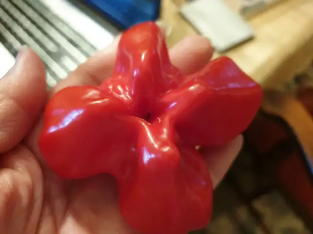 Rare 7 Starship chili pepper plant organic seeds