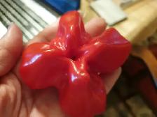 Rare 7 Starship chili pepper plant organic seeds