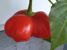 Rare 7 Starship chili pepper plant organic seeds - Photo 2