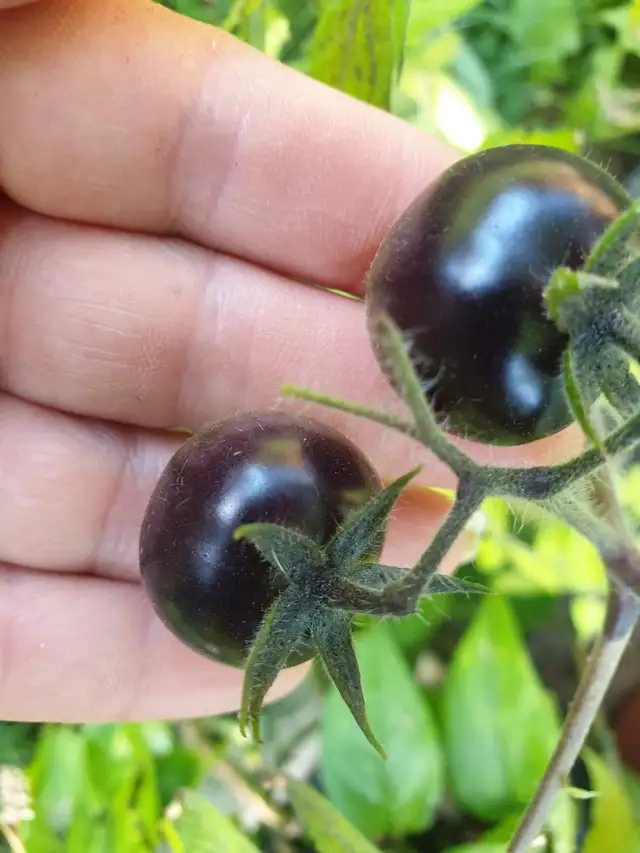 15 Seeds Organic cherry tomato low in acidity Ships Canada wide