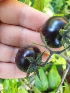 15 Seeds Organic cherry tomato low in acidity Ships Canada wide