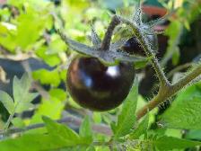 15 Seeds Organic cherry tomato low in acidity Ships Canada wide - Photo 2